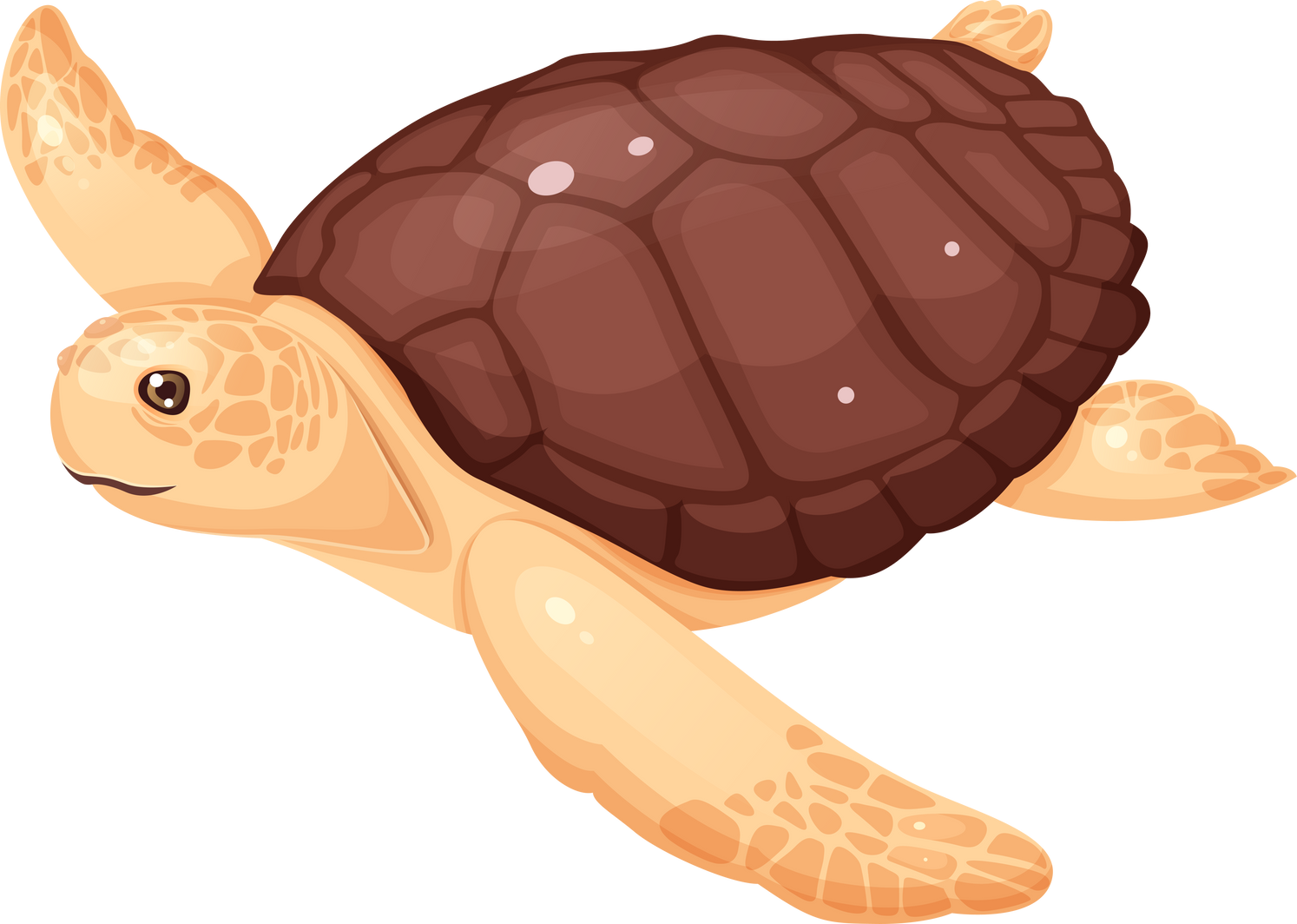 Hand-painted sea creatures-Sea Turtle